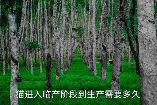 貓進入臨產階段到生產需要多久