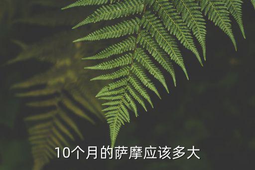 十個月的薩摩得喂多少，薩摩哪犬710個月一天得吃多少東西