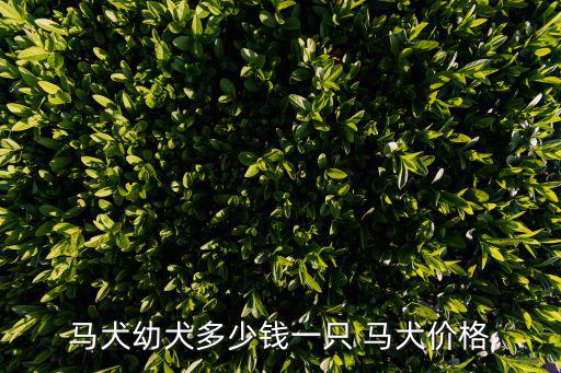 成都馬犬價格多少錢，一般馬犬多少錢一條 成年馬犬價格