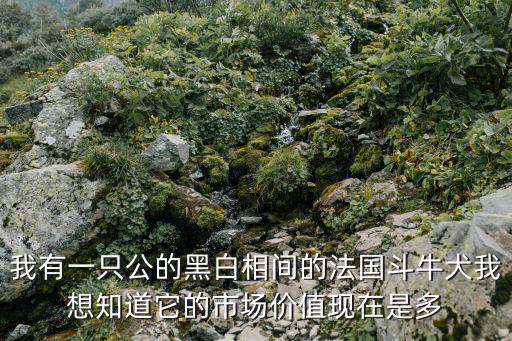 我有一只公的黑白相間的法國斗牛犬我想知道它的市場價值現在是多