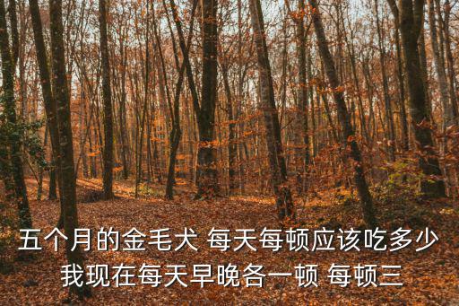 五個月的金毛犬 每天每頓應該吃多少 我現在每天早晚各一頓 每頓三