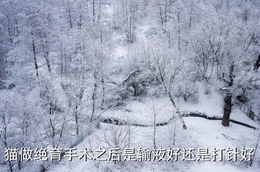 貓絕育手術(shù)后輸液多少錢，母貓絕育后需要掛水么