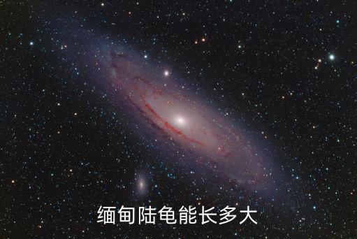 緬甸陸龜能長多大