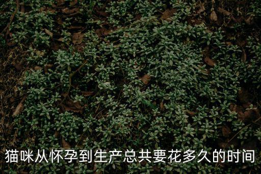 貓咪從懷孕到生產總共要花多久的時間