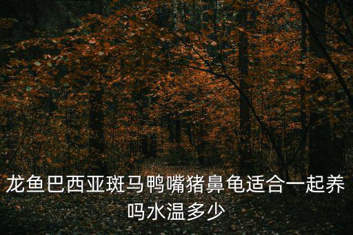 龍魚巴西亞斑馬鴨嘴豬鼻龜適合一起養(yǎng)嗎水溫多少