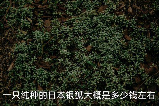 銀狐倉鼠的價格是多少錢一只，一只純種的日本銀狐大概是多少錢左右