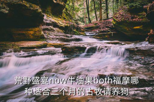 荒野盛宴now牛油果both福摩哪種適合三個月的古牧請養狗