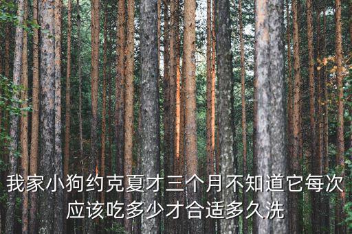 我家小狗約克夏才三個月不知道它每次應該吃多少才合適多久洗