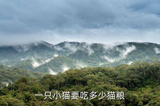 一只小貓要吃多少貓糧