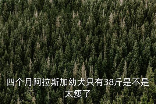 四個月阿拉斯加幼犬只有38斤是不是太瘦了