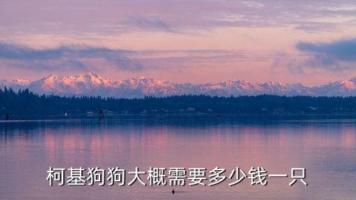 柯基狗狗大概需要多少錢一只