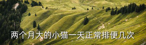 兩個(gè)月大的小貓一天正常排便幾次