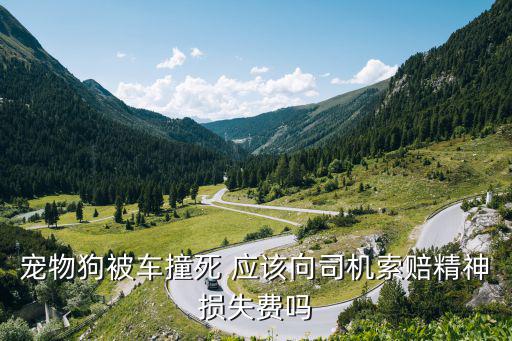 寵物狗被車(chē)撞死 應(yīng)該向司機(jī)索賠精神損失費(fèi)嗎