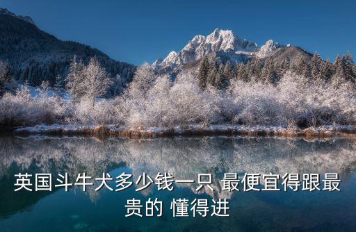 英國(guó)斗牛犬多少錢(qián)一只 最便宜得跟最貴的 懂得進(jìn)