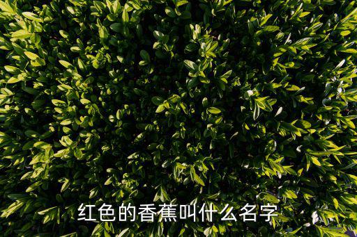 廣州的紅香蕉叫什么名字，紅香蕉是香蕉是紅色的還是就是香蕉的名字
