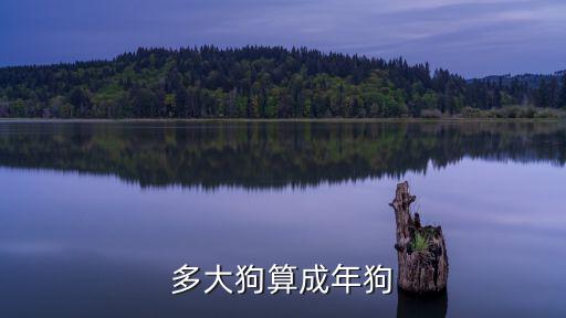 多大狗算成年狗