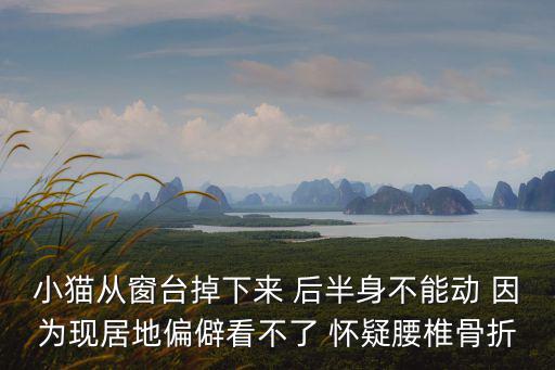 小貓骨折多少錢，小貓從窗臺(tái)掉下來(lái) 后半身不能動(dòng) 因?yàn)楝F(xiàn)居地偏僻看不了 懷疑腰椎骨折