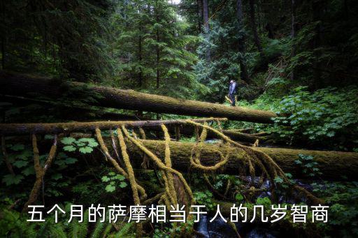 五個(gè)月的薩摩相當(dāng)于人的幾歲智商