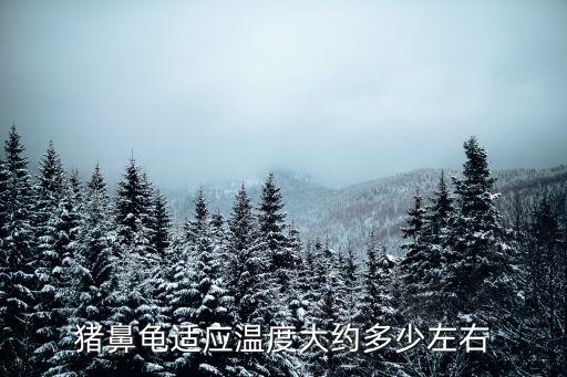 養(yǎng)豬鼻龜?shù)乃疁厥嵌嗌伲蠹茵B(yǎng)豬鼻龜?shù)乃疁厥嵌嗌?/></a></span><span id=