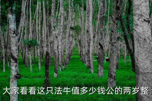 大家看看這只法牛值多少錢公的兩歲整