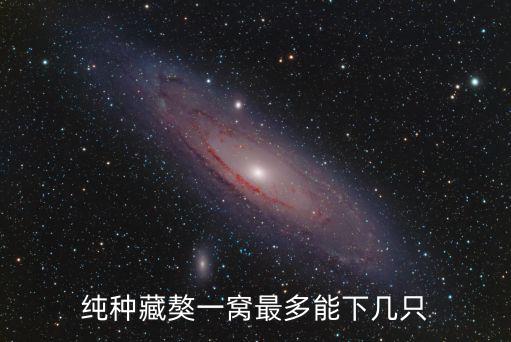 藏獒一窩多少只，藏獒一年到底是一窩還是兩窩
