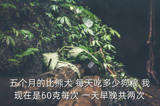 五個月的比熊犬 每天吃多少狗糧 我現在是60克每次 一天早晚共兩次