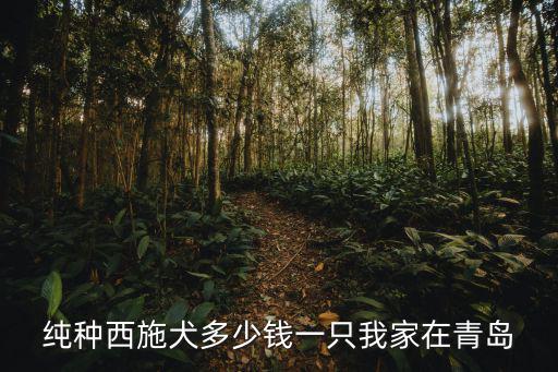純種西施犬多少錢一只我家在青島