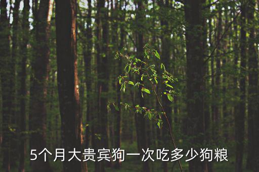 5個月貴婦犬吃多少餐糧，五個月的貴賓一頓吃多少狗糧