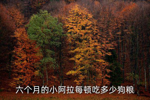 六個(gè)月的小阿拉每頓吃多少狗糧