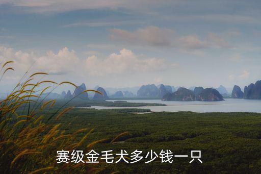 金毛比賽犬值多少錢，賽級(jí)金毛犬多少錢一只