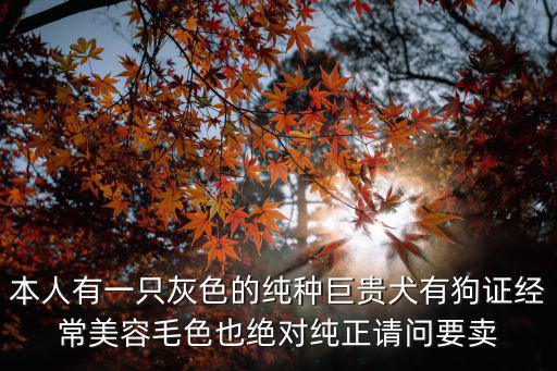 灰色的巨貴大概多少錢，本人有一只灰色的純種巨貴犬有狗證經常美容毛色也絕對純正請問要賣