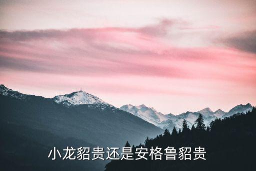 寵物貂安格魯多少錢，小龍貂貴還是安格魯貂貴