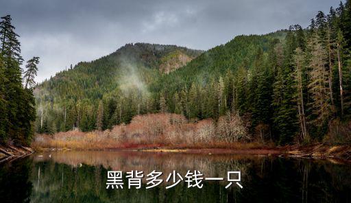 狼狗黑貝多少錢一只，塔馬斯堪狼犬一只多少元