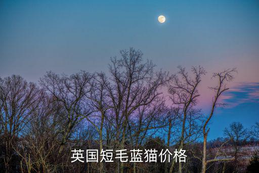 英國短毛藍貓價格