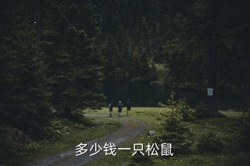 多少錢一只松鼠