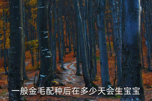 金毛配種肚子多少天明顯，一般金毛配種后在多少天會生寶寶