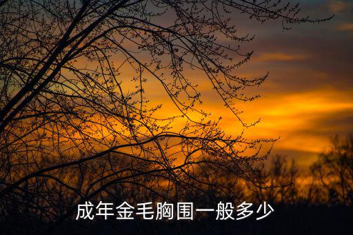 成年金毛胸圍一般多少