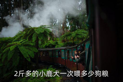 三個月鹿犬吃多少狗糧，三個月的小鹿狗一天喂幾次