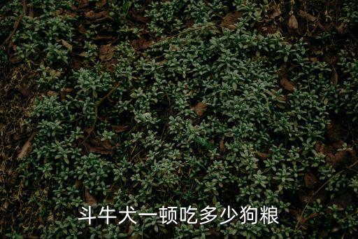 斗牛犬一頓吃多少狗糧