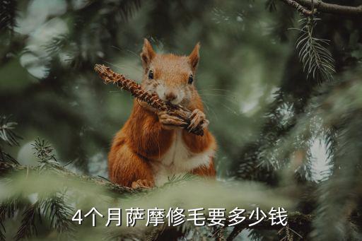 4個(gè)月薩摩修毛要多少錢