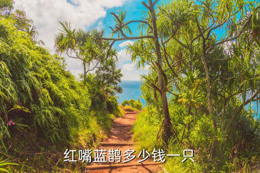 紅嘴藍(lán)鵲多少錢一只