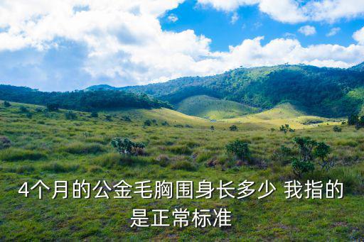 4個月的公金毛胸圍身長多少 我指的是正常標準