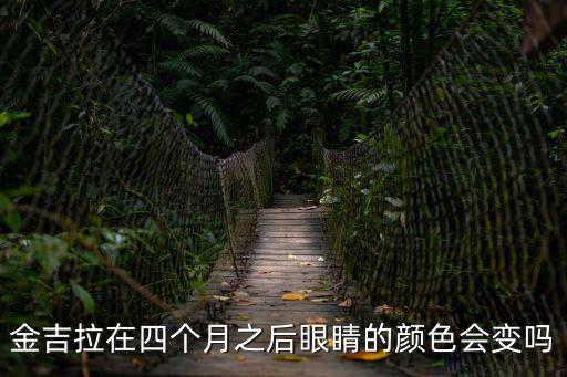 金吉拉在四個(gè)月之后眼睛的顏色會(huì)變嗎