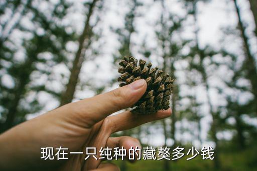 純種藏獒價格是多少，現在一只純種的藏獒多少錢