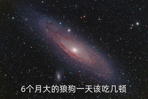 狗狗六個月一頓吃多少狗糧，6個月的貴婦人狗一天要吃多少狗糧