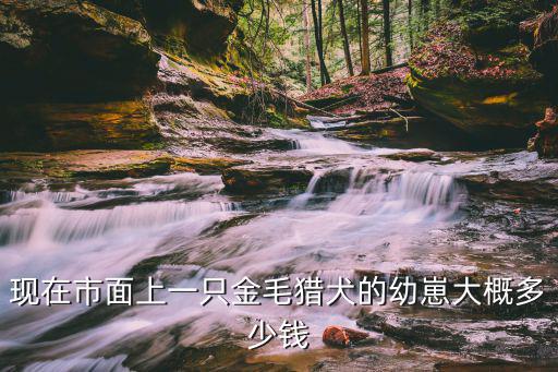 現在市面上一只金毛獵犬的幼崽大概多少錢