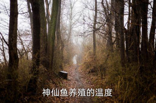 神仙魚養(yǎng)殖的溫度