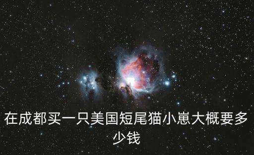 在成都買一只美國短尾貓小崽大概要多少錢