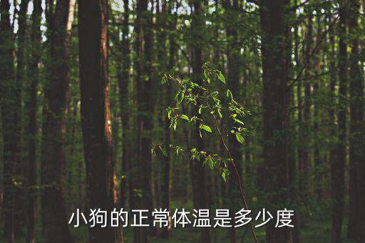 小狗的正常體溫是多少度