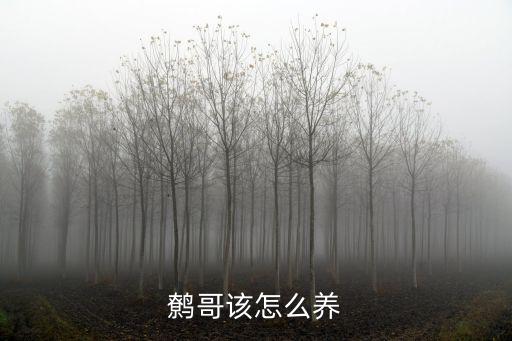 鷯哥該怎么養(yǎng)